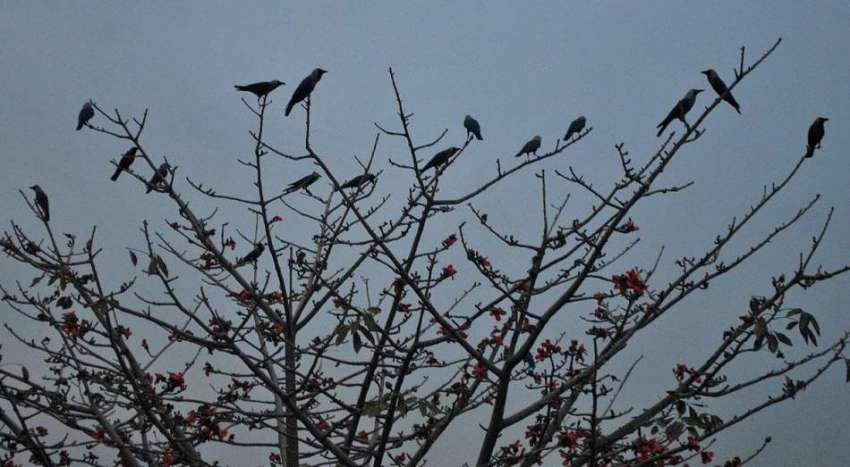 راولپنڈی: شام کے وقت ایک درخت پر کوے بیٹھے ہیں۔