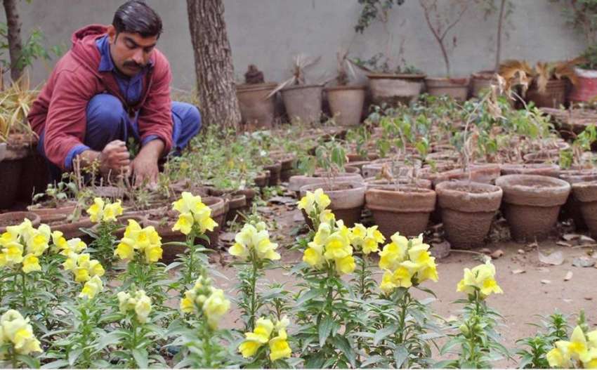 راولپنڈی: مزدور نرسری میں پودوں کی دیکھ بھال کر رہا ہے۔