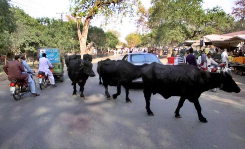 لاہور: شہر میں جانور رکھنے پر پابندی کے باوجود مغلپورہ روڈ ..