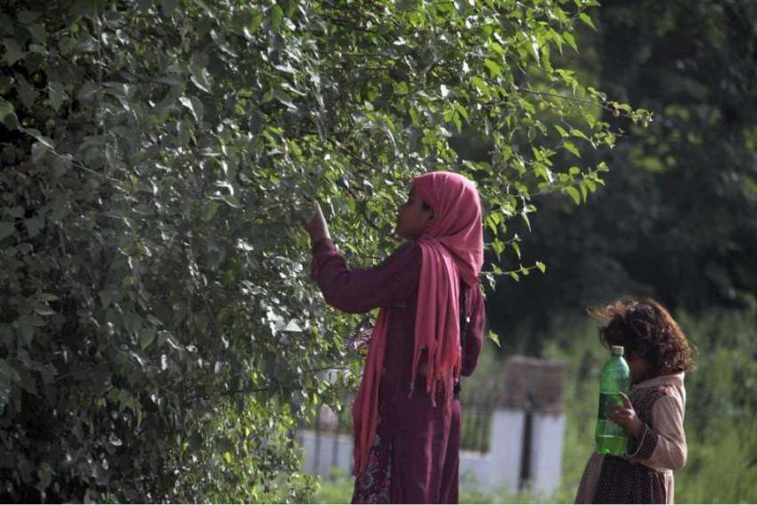 اسلام آباد: وفاقی دارالحکومت میں لڑکیاں درخت سے شہتوت توڑ ..