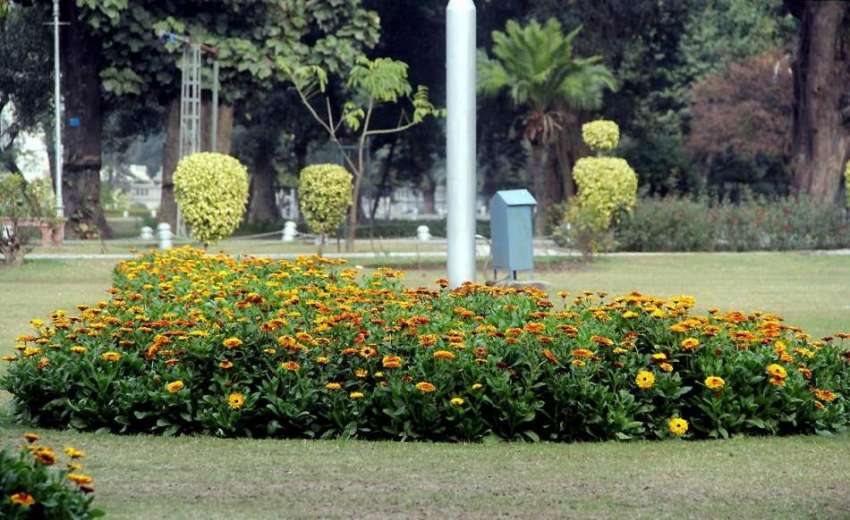 لاہور: باغ جناح میں لگے پھول خوبصورت منظر پیش کر رہے ہیں۔