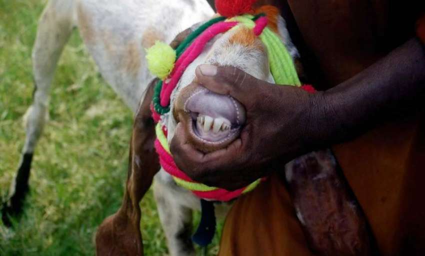 اٹک: منڈی مویشیاں میں ایک بیوپاری خریدار کو بکرے کے دانت ..