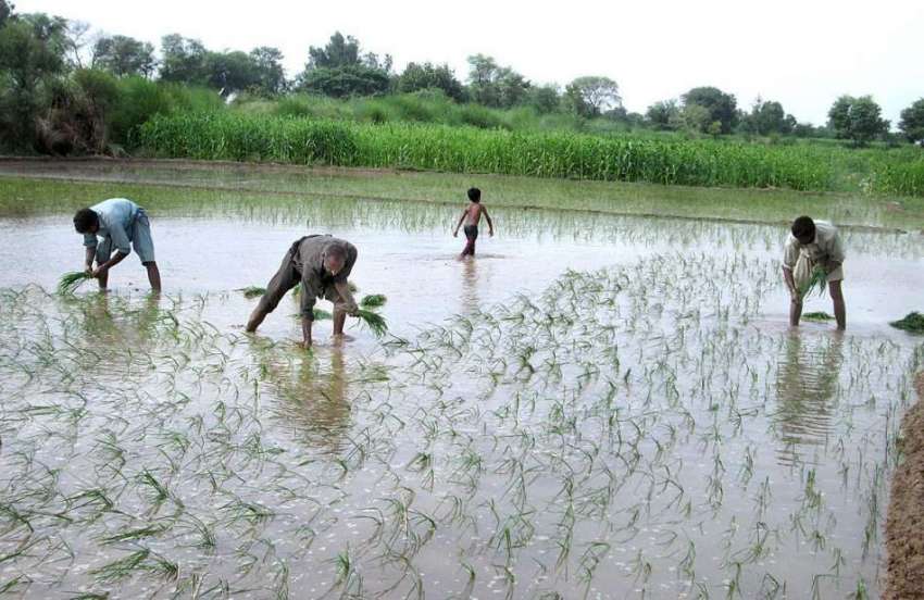 فیصل آباد: کسان کھیتوں میں چاول کی فصل بو رہے ہیں۔