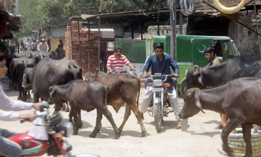 لاہور: شہر میں جانور رکھنے پر پابندی کے باوجود ویٹ میں روڈ ..