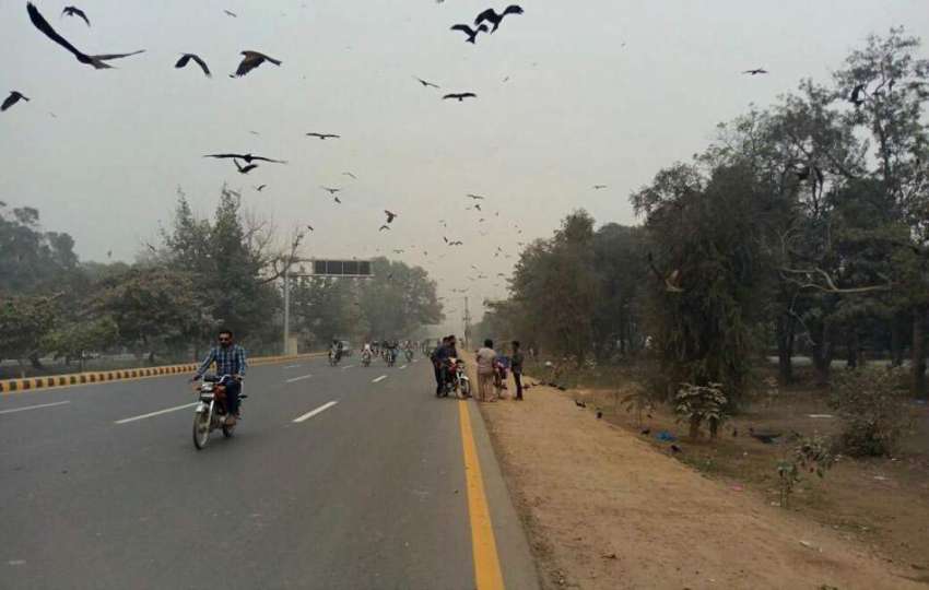 لاہور: پابندی کے باوجود چیل گوشت کی فروخت کے باعث کینال روڈ ..