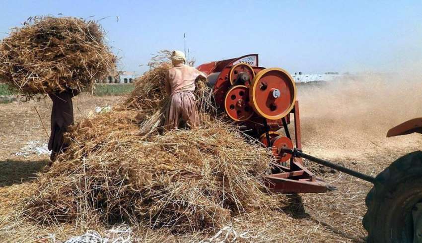 بہاولپور: ایک کسان تھریشر پر کام کر رہا ہے۔