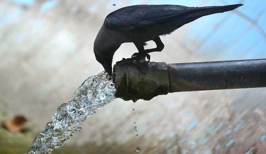 اسلام آباد: گرمی کی شدت کم کرنے کے لیے ایک کوا پانی پی رہا ..