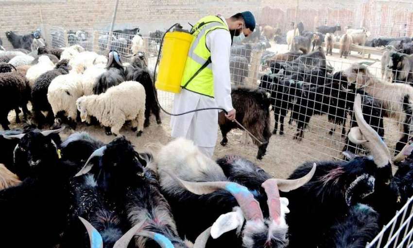کوئٹہ: محکمہ امور حیوانات کی جانب سے سرکاری بکرا منڈی میں ..