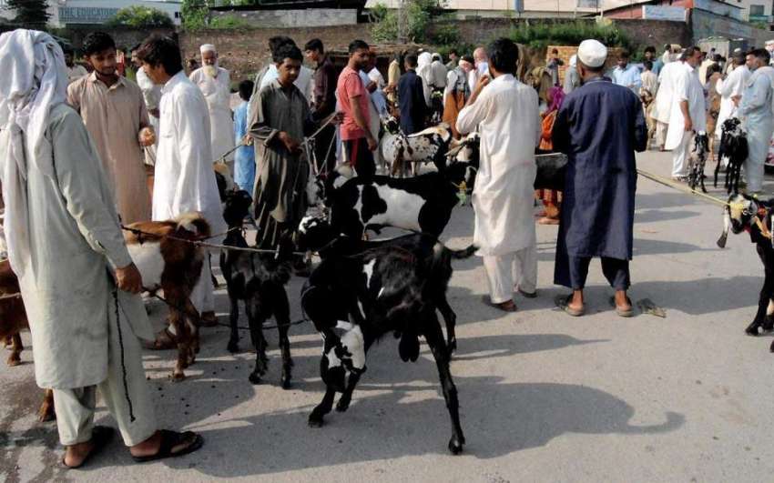 راولپنڈی: دور دراز سے لائے گئے جانور لئے بیوپاری گاہکوں ..