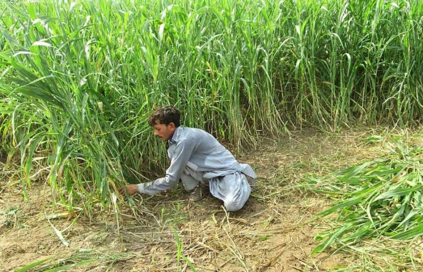 فیصل آباد: کسان کھیت سے چارہ کاٹ رہا ہے۔