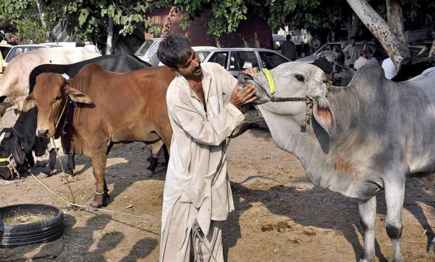 راولپنڈی:مویشی منڈی میں بیوپاری قربانی کے لیے لائی گائے ..