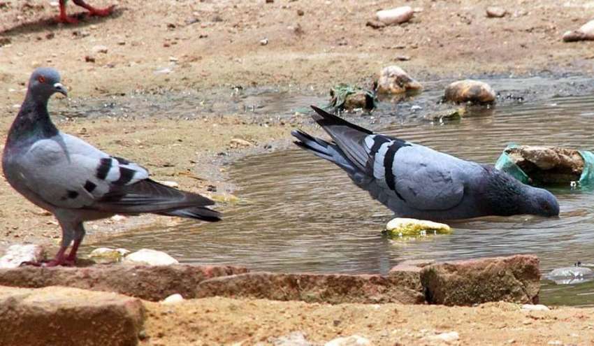 حیدر آباد: کبوتر گرمی اور پیاس کی شدت کم کرنے کے لیے پانی ..