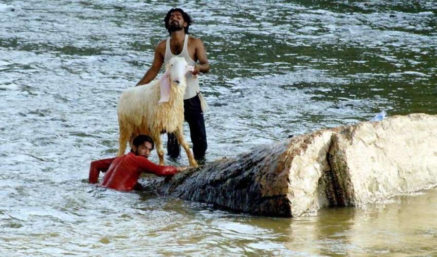 راولپنڈی: عید قربان کے لیے لائے گئے جانوروں کو بیوپاری نالہ ..