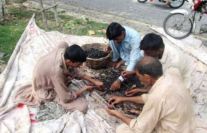 فیصل آباد: کسان فروخت کے لیے جامن چھانٹی کر رہے ہیں۔