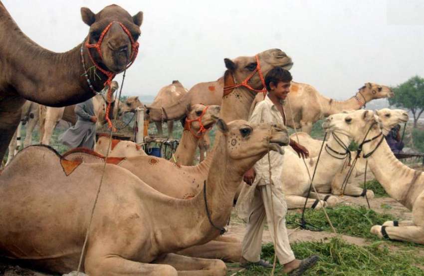 لاہور: مویشی منڈی میں قربانی کے لیے لائے گئے خوبصورت اونٹ۔