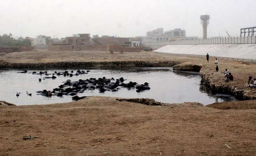 لاہور: ہربنس پورہ کے علاقہ میں گندی پانی کے جوہڑ میں بھینسیں ..
