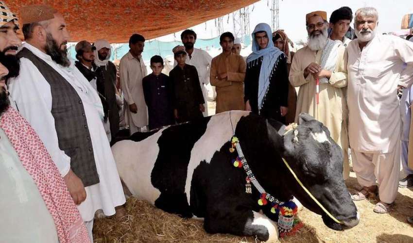 کوئٹہ: منڈی میں لایا گیا بیل جس کی قیمت 14لاکھ روپے ڈیمانڈ ..