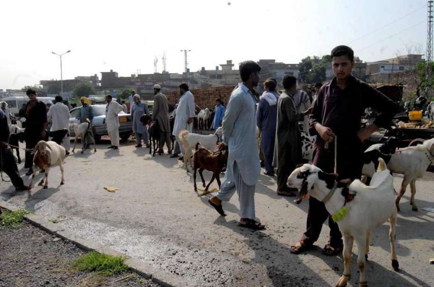 راولپنڈی: دور دراز سے لائے گئے جانور لئے بیوپاری گاہکوں ..