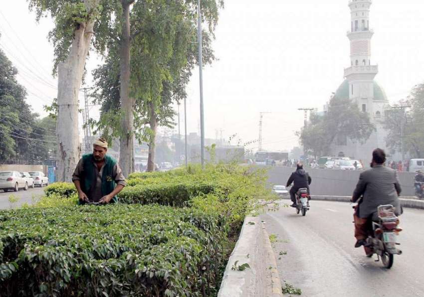 لاہور: پی ایچ اے کا ملازم شادمان چوک میں گرین بیلٹ پر پودوں ..