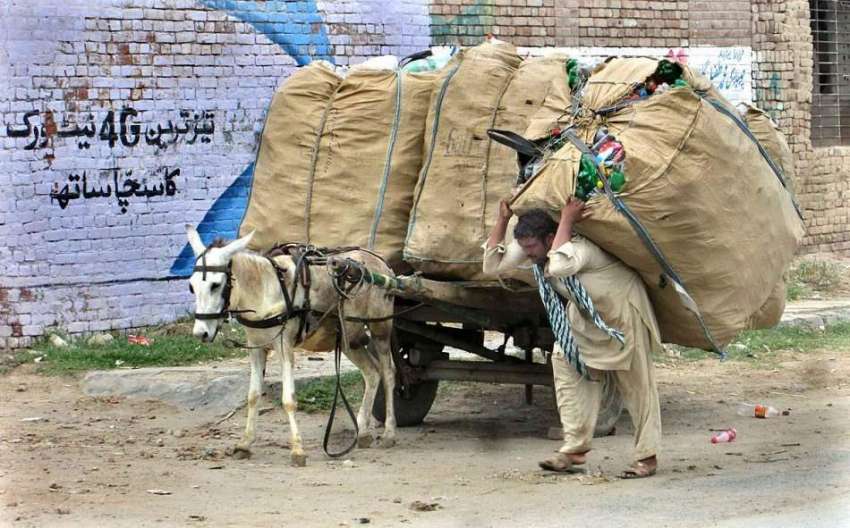 فیصل آباد: مزدور گدھا ریڑھے سے سامان اتارنے میں مصروف ہے۔