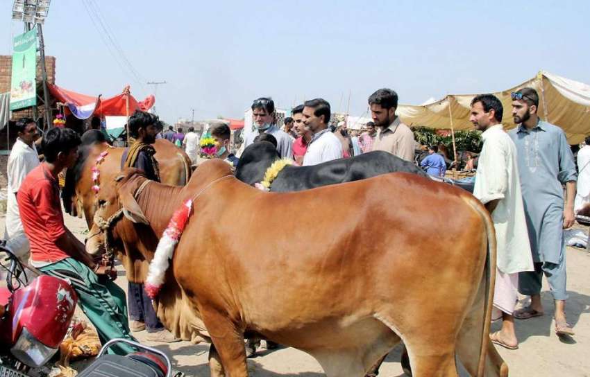 لاہور: مویشی منڈی میں شہری قربانی کے لیے جانور پسند کر رہے ..