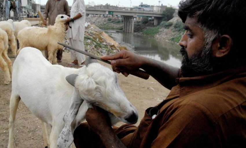 راولپنڈی: بیوپاری عید قربان کے لیے لائے گئے جانوروں کی صفائی ..