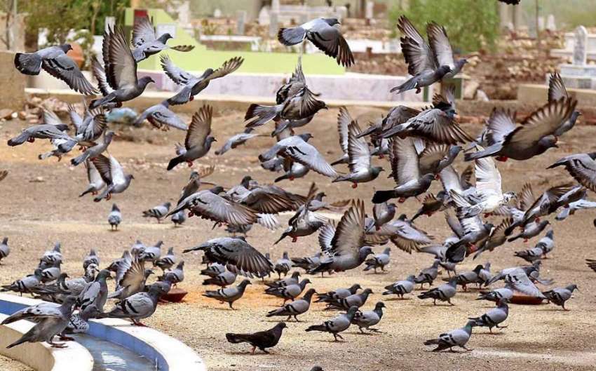 حیدر آباد: جنگلی کبوتر دانا چنتے ہوئے۔