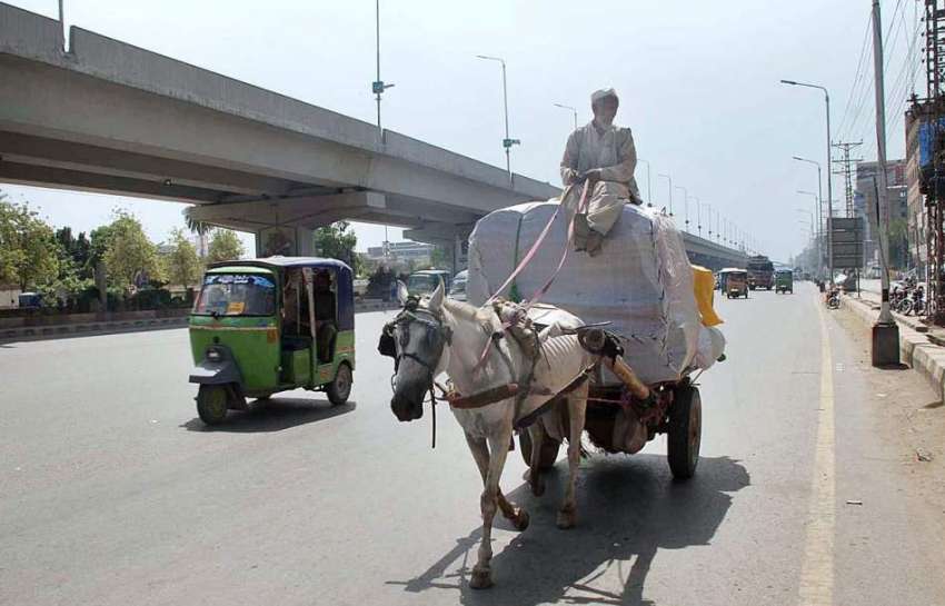 پشاور: ایک معمر محنت کش گدھا ریڑھے پر رکھے گئے سامان پر بیٹھا ..