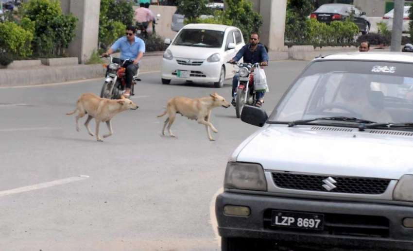 راولپنڈی: مری روڈ پر آوارہ کتوں کی برمار جس کے باعث حادثات ..
