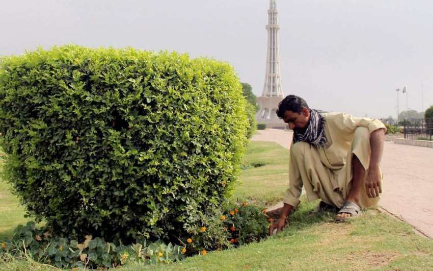 لاہور: پی ایچ اے کا ملازم مینار پاکستان کے صحن میں لگے پودوں ..