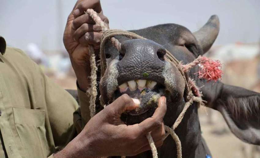 کوئٹہ: بیوپاری منڈی مویشیاں میں خریدار کو بیل کے دانت دکھا ..