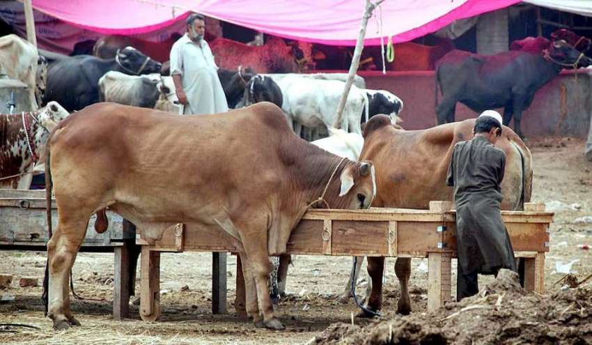 پشاور: عید قربان کی آمد کے موقع پر مویشی منڈی میں قربانی ..
