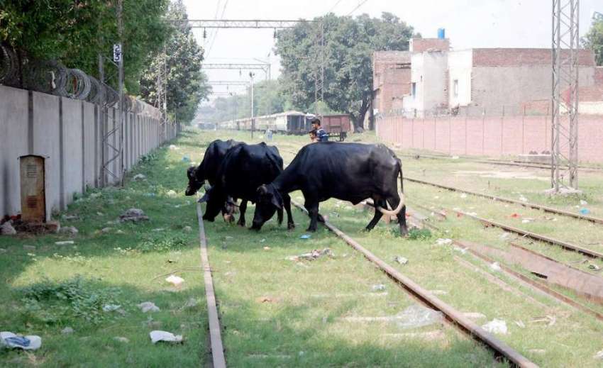لاہور: باجا لائن کے علاقہ میں بھینسیں بند ریالوے ٹریک پر ..