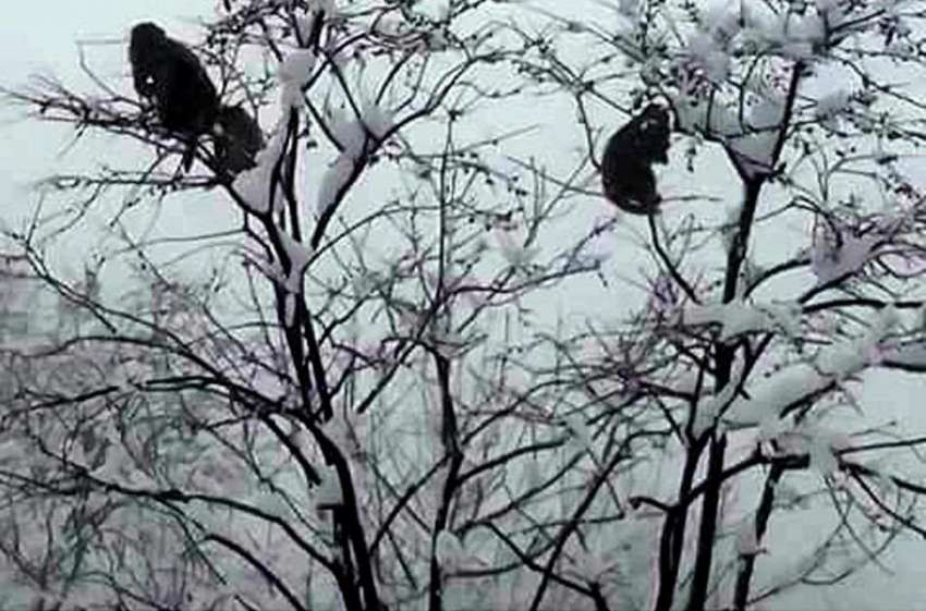 راولپنڈی: مری میں ہونے والی برف باری کا منظر۔