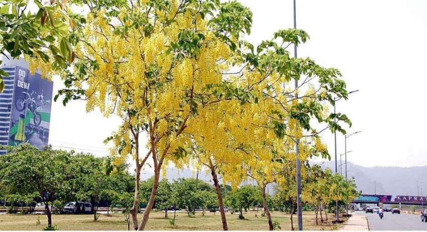 اسلام آباد: وفاقی دارالحکومت میں کھلے موسمی پودوں اور پھلوں ..