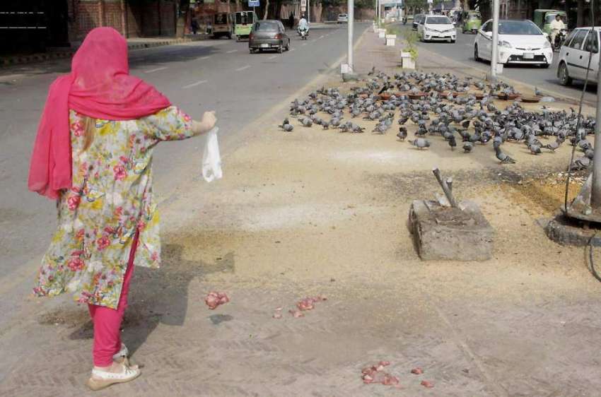 لاہور: مال روڈ پر ایک خاتون کبوتروں کو دانہ ڈال رہی ہے۔