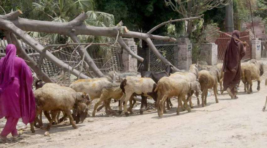 لاہور: خواتین اپنی بھیڑوں کو چرانے کے لیے لیجا رہی ہیں۔
