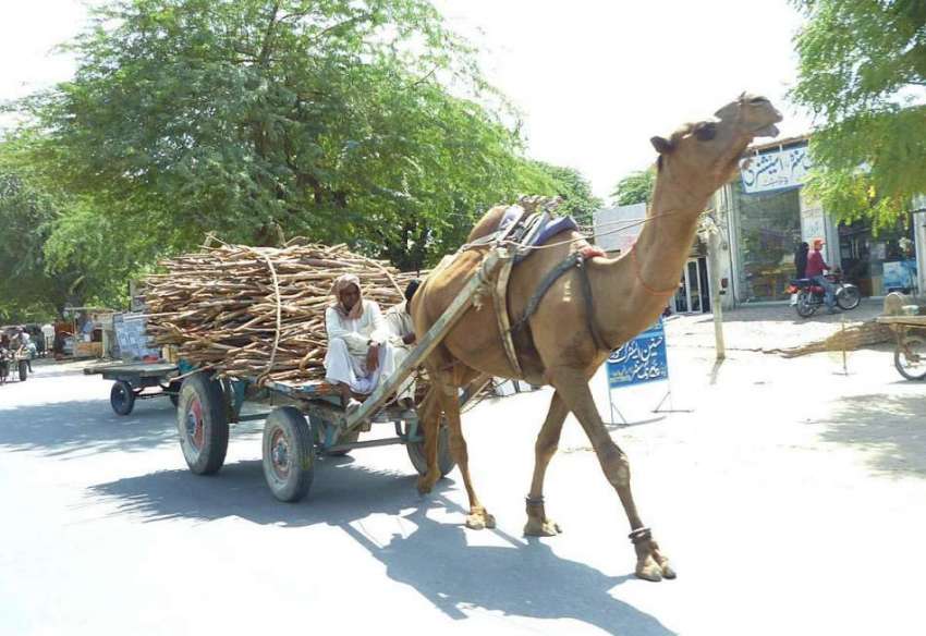 بہاولپور: مزدور اونٹ ریڑھے پر خشک لکڑیاں رکھے جا رہا ہے۔