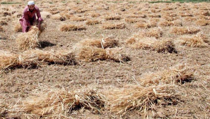 راولپنڈی: چکری گاؤں میں کسان گندم کی کٹائی کے بعد گٹھیاں ..
