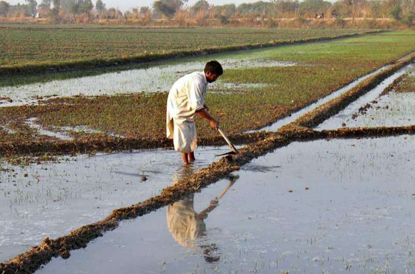 سیالکوٹ: کسان کھیت کو گاشت کے لیے تیار کررہا ہے۔