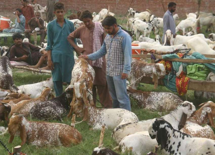 لاہور: مویشی منڈی میں ایک شہری قربانی کے لیے جانور پسند کر ..