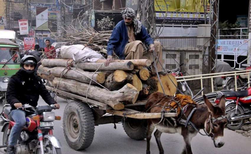 لاہور: محنت کش گدھا ریڑھی پر لکڑیاں لیکر جار ہا ہے۔