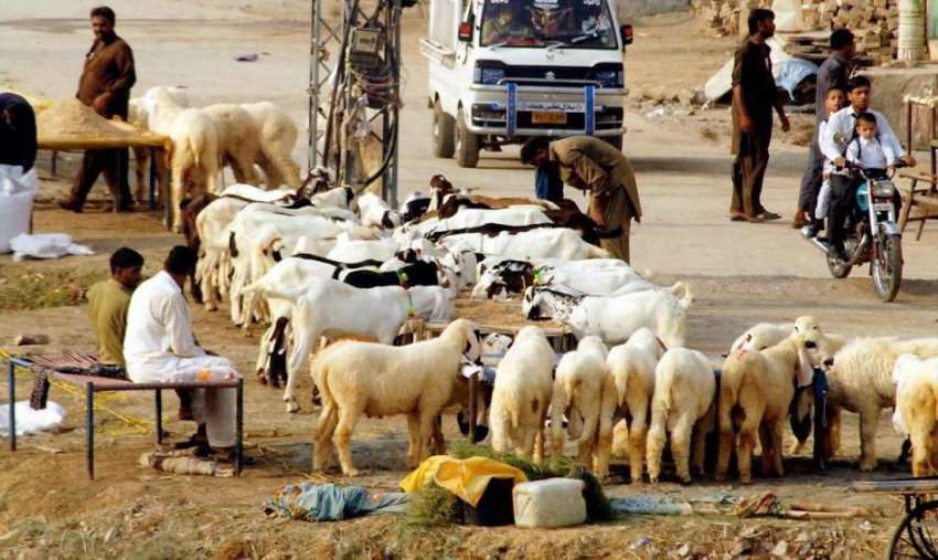 راولپنڈی: عید قربان کے لیے لائے گئے جانور سجائے بیوپاری ..