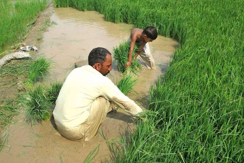 فیصل آباد: ایک کسان اپنے بچے کے ہمراہ کھیت سے فصل کاٹ رہا ..