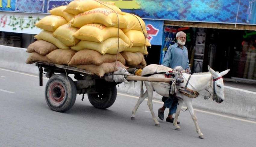 راولپنڈی: مزدور گدھا ریڑھی پر بھاری سامان لادھے مری ر وڈ ..