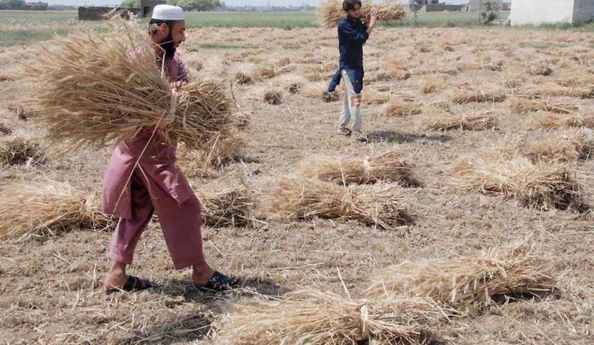 راولپنڈی: چکری گاؤں میں کسان گندم کی کٹائی کے بعد گٹھیاں ..