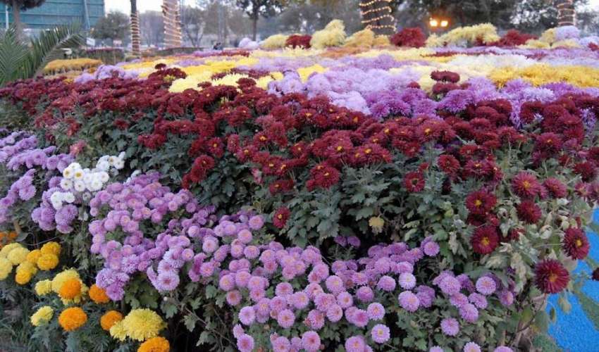 راولپنڈی: کینٹ کے علاقہ رومی پارک میں ہونیوالی پھولوں کی ..