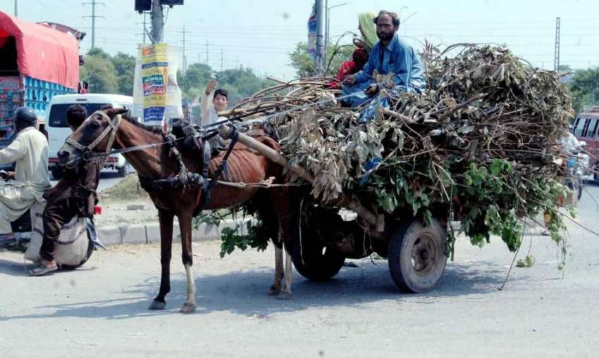 راولپنڈی: خانہ بدوش شخص ریڑھے پر درختوں کی ٹہنیاں لادھے ..