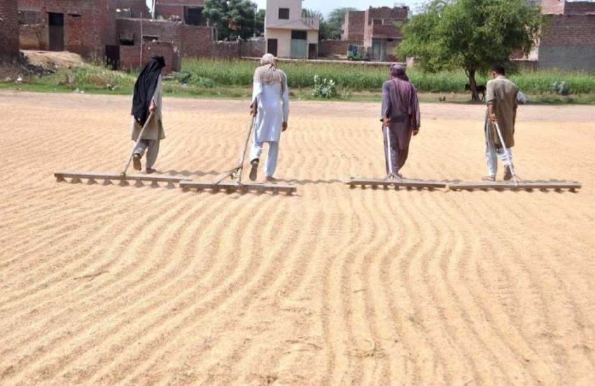 لاہور: نواحی گاؤں میں کسان کھیتوں میں چاول کی فصل کاشت کر ..