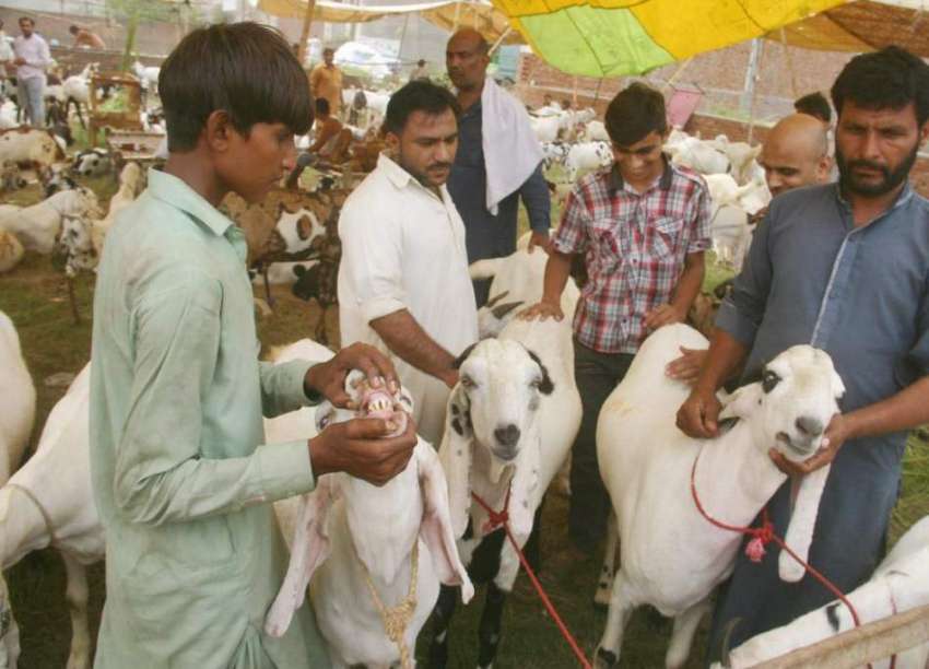 لاہور: مویشی منڈی میں بیوپاری قرانی کے لیے جانور کی خریداری ..